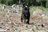 BOULEDOGUE FRANCAIS 035